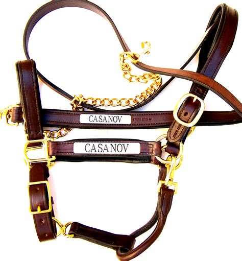 padded leather halter with nameplate.